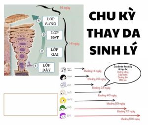 HIỂU ĐÚNG VỀ CHU KỲ THAY DA