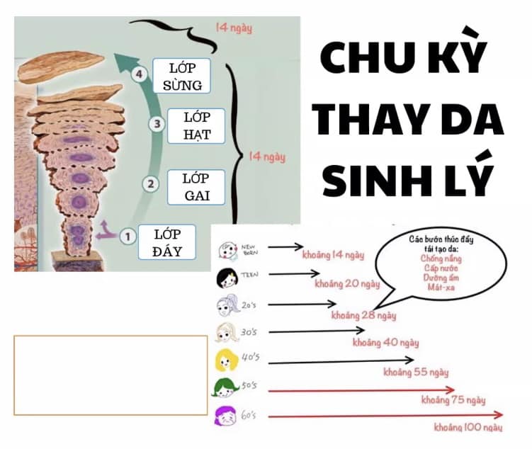 HIỂU ĐÚNG VỀ CHU KỲ THAY DA